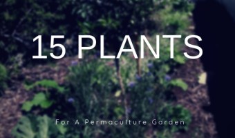 15 Plants for a permaculture garden