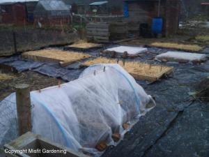 frost protection for plants