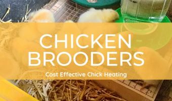 how to use a chicken brooder plate