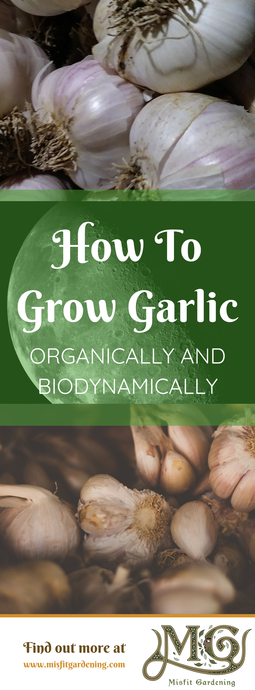 Click to find out how to grow garlic on your #homestead #garden. Grow organic #biodynamic garlic in your backyard or pin for later