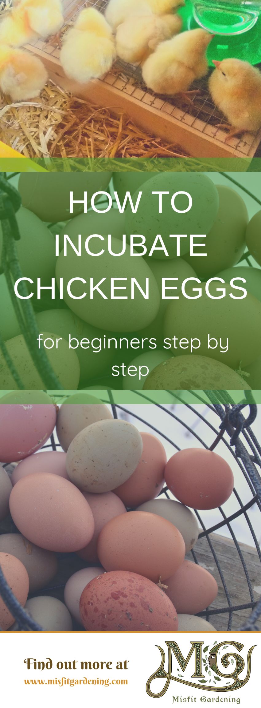 Click to learn about incubating chicken eggs on your homestead or pin it and save for later #homestead #backyardchickens