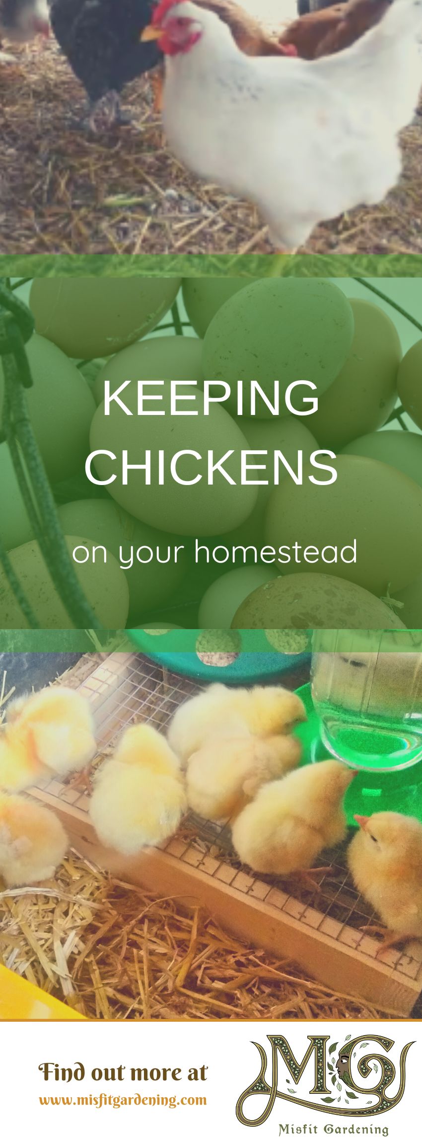 Click to learn about keeping chickens on your homestead or pin it and save for later #homestead #backyardchickens