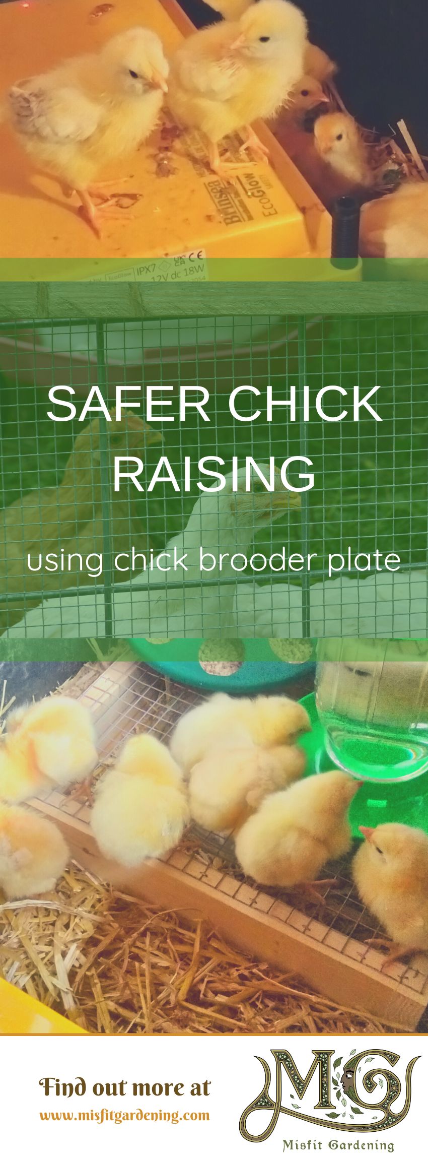 Click to learn about using a chick brooder plate or pin it and save for later #homestead #backyardchickens