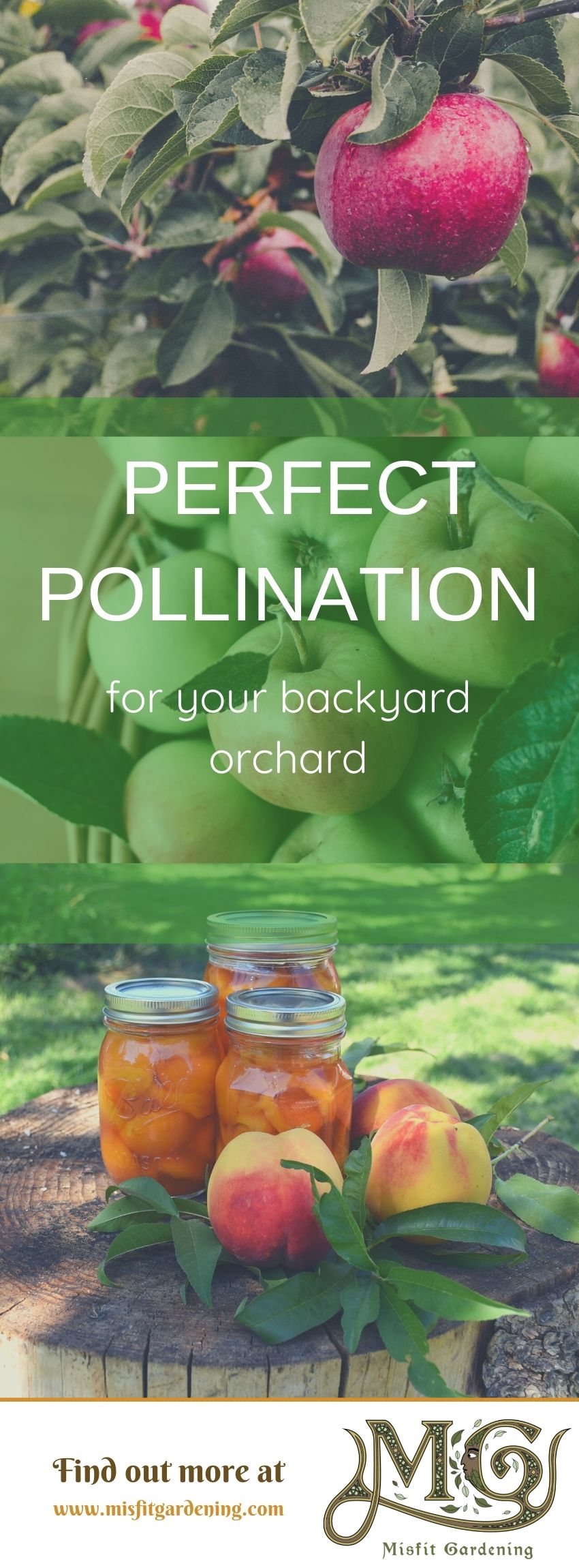 Click to learn how to grow and orchard or pin it and save for later #homestead #gardening