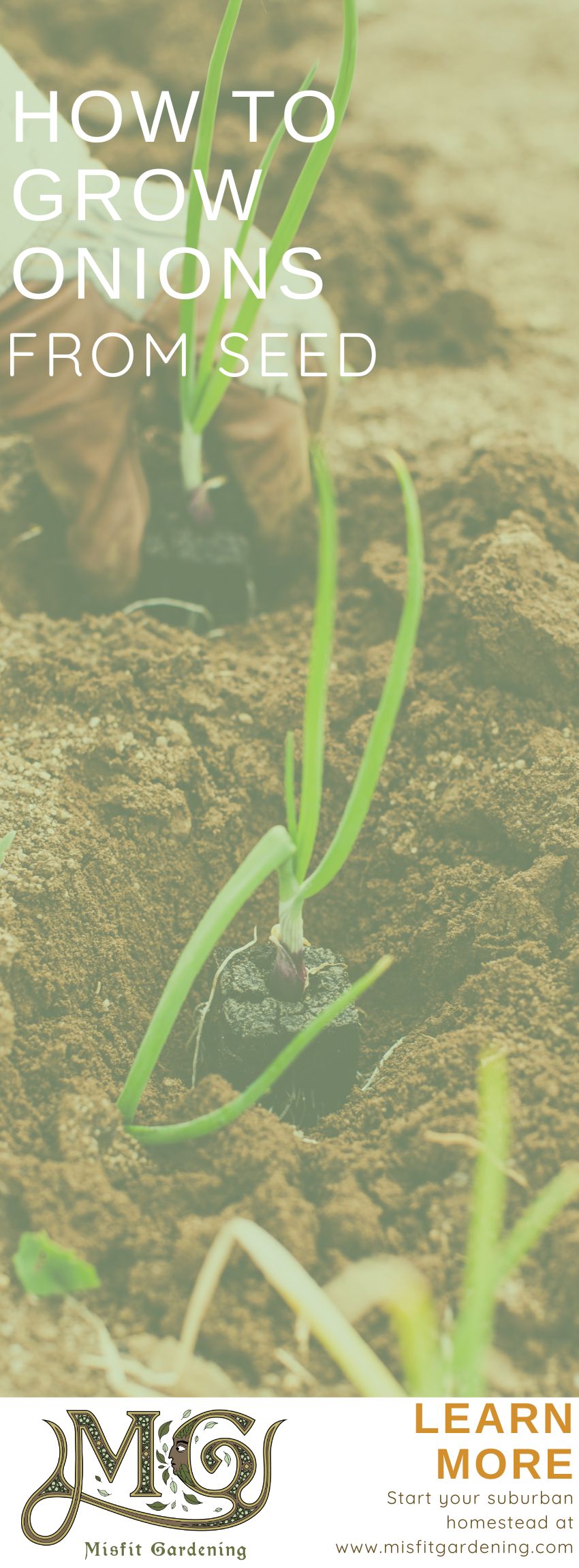 Click to learn how to grow onions or pin it for later #homesteading #gardening