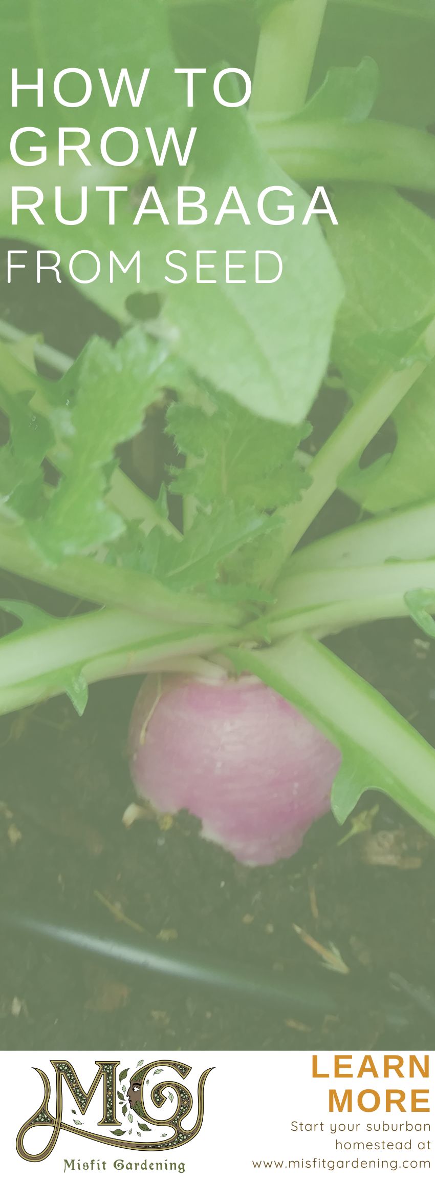 Click to learn how to grow rutabaga or pin it for later #homesteading #gardening