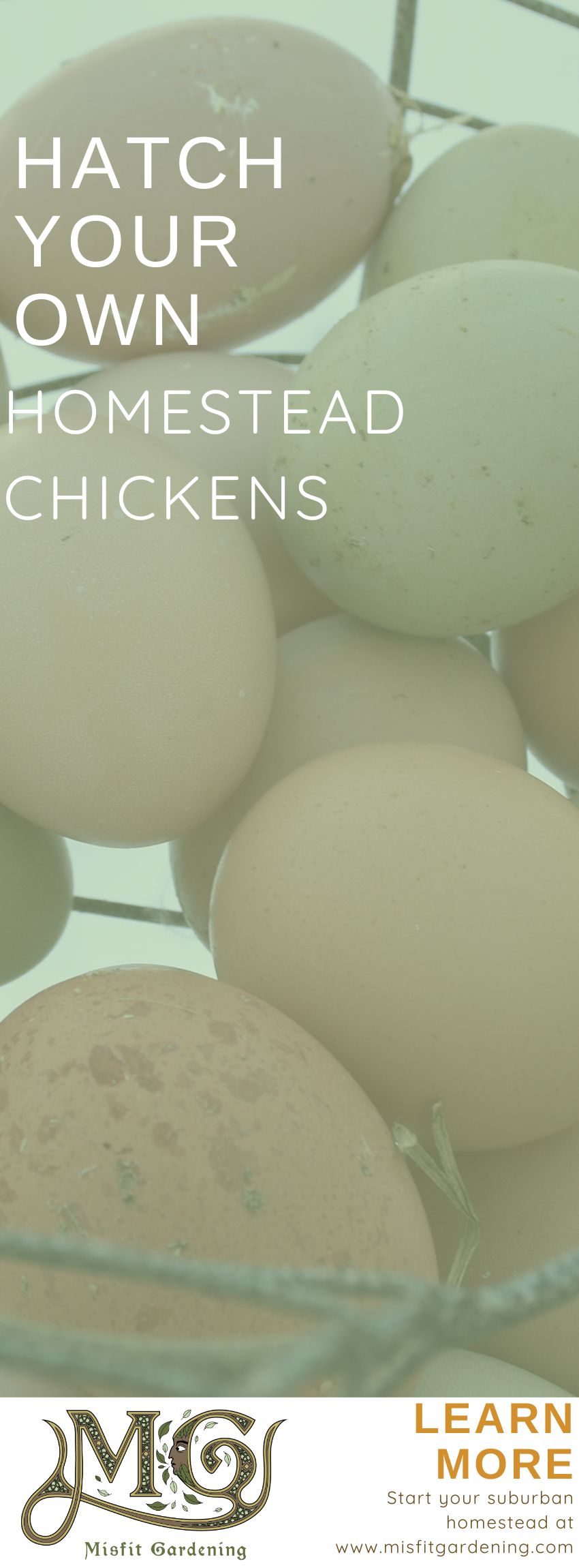 Click to learn how to incubate chicken eggs step by step for beginners or pin it for later #homesteading #chickens