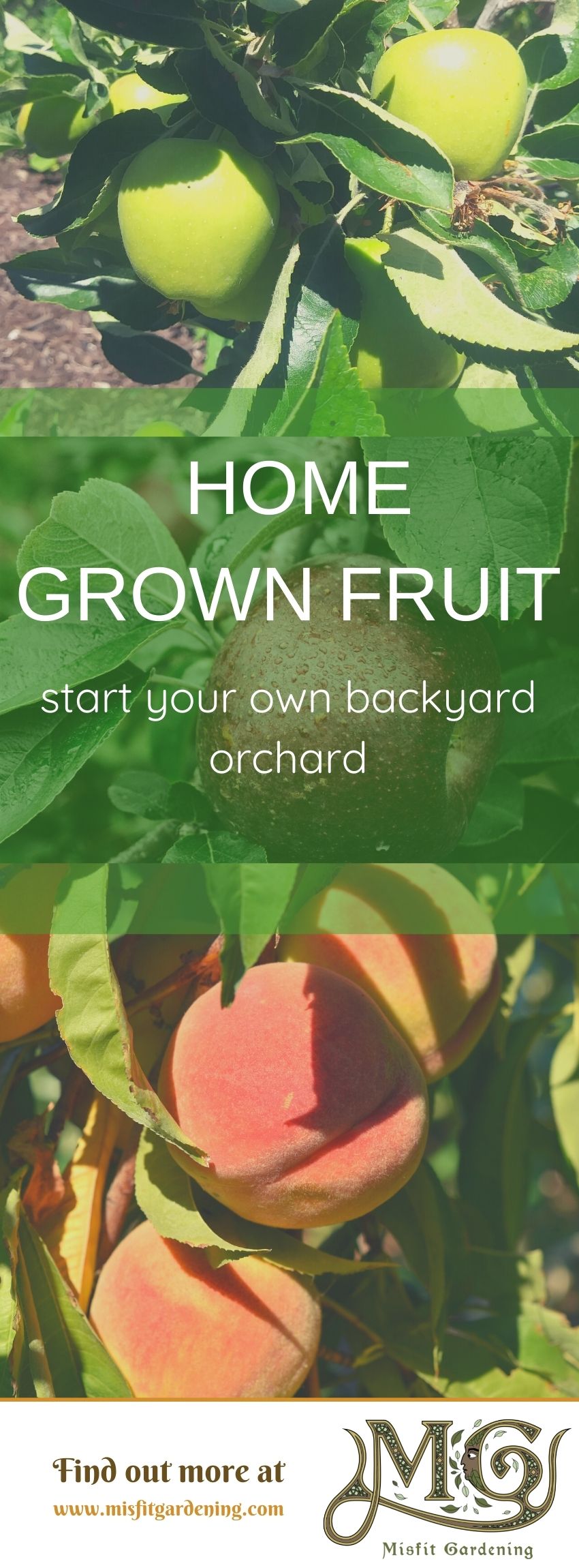 Click to learn how to start an orchard or pin it and save for later #homestead #gardening