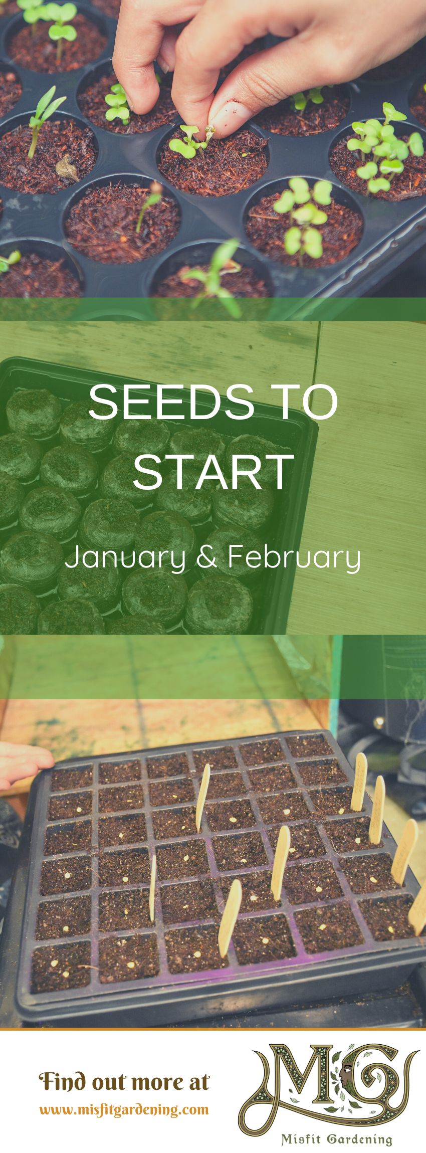 Click to learn what seeds you can start in January and February or pin it and save for later #homestead #gardening