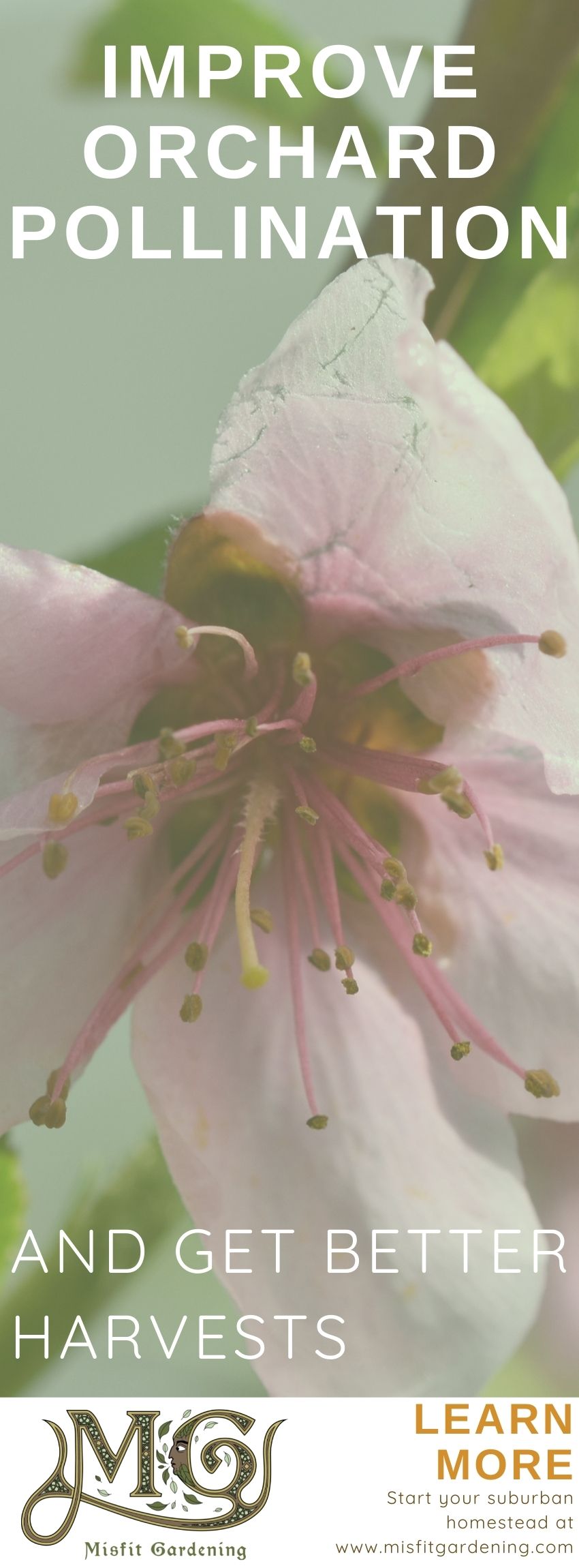 Click to read about fruit tree pollination or pin it for later #homesteading #gardening