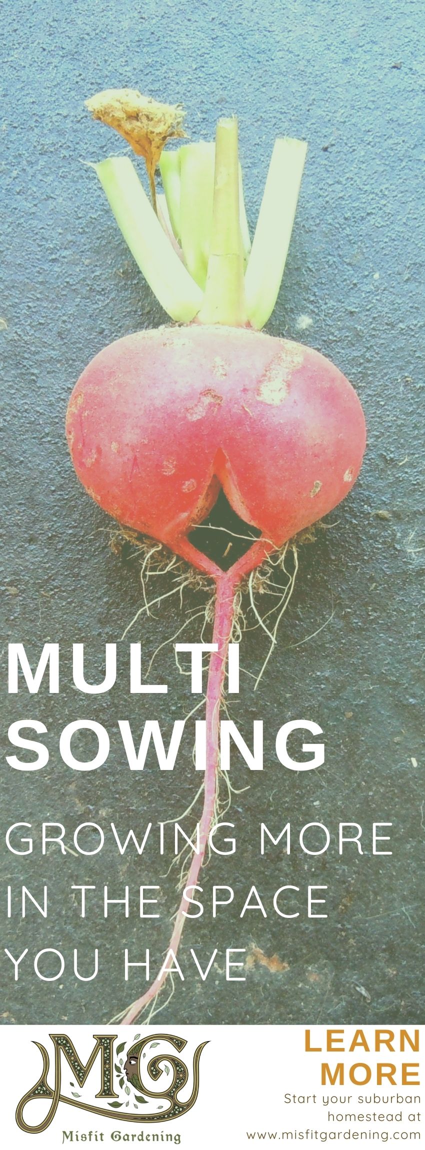 Click to read about multisowing or pin it for later #homesteading #gardening