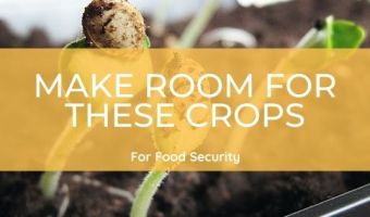 Crops for food security