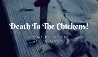 How to cull a chicken