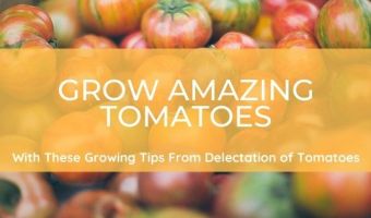 Dealing With Blossom End Rot, Growing Big Tomatoes And Other Tomato Growing Tips