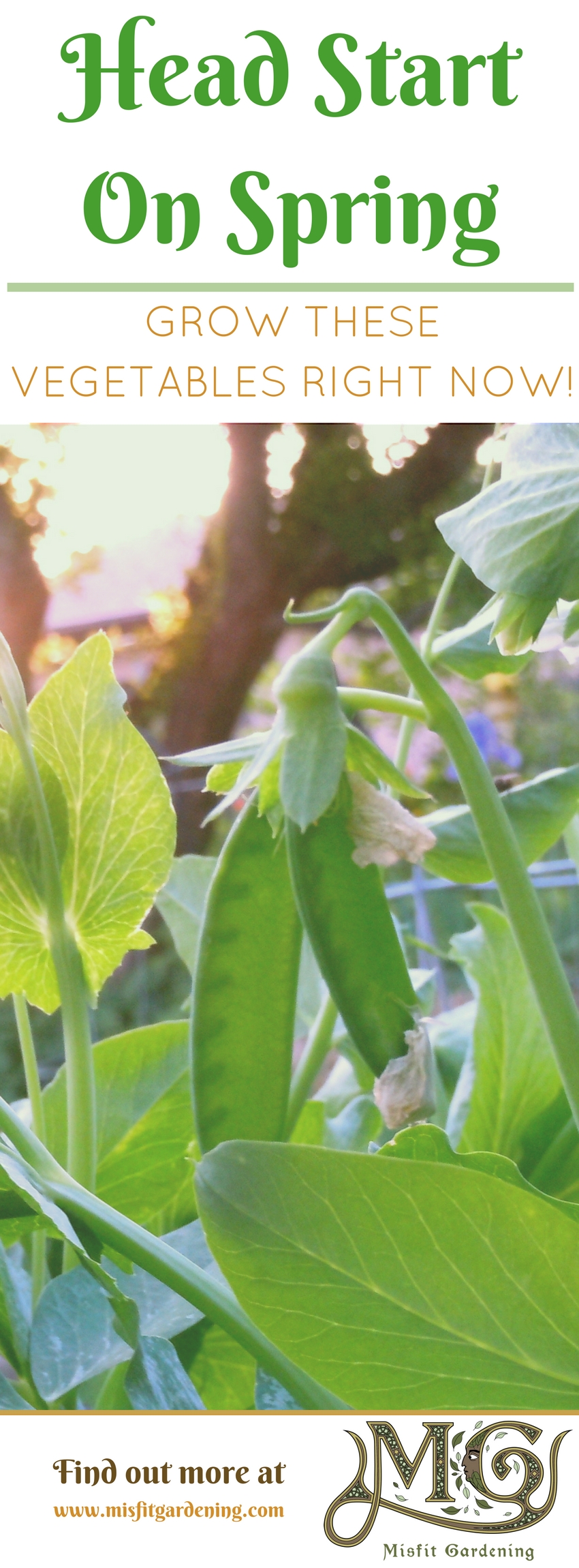 Easy vegetables you can grow now for spring. Click to find out more or pin it to save for later