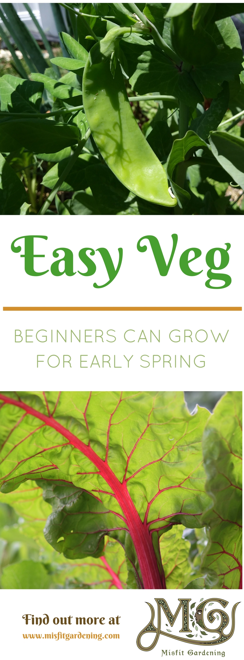 Easy vegetables you can start sowing right now in your March #garden. Click to find out more or pin it for later