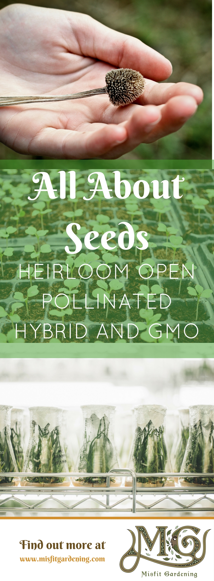 Find out all about heirloom seeds, hybrid seeds, open pollinated seeds and GMO seeds. Click to find out about the types of seeds to grow or pin it for later