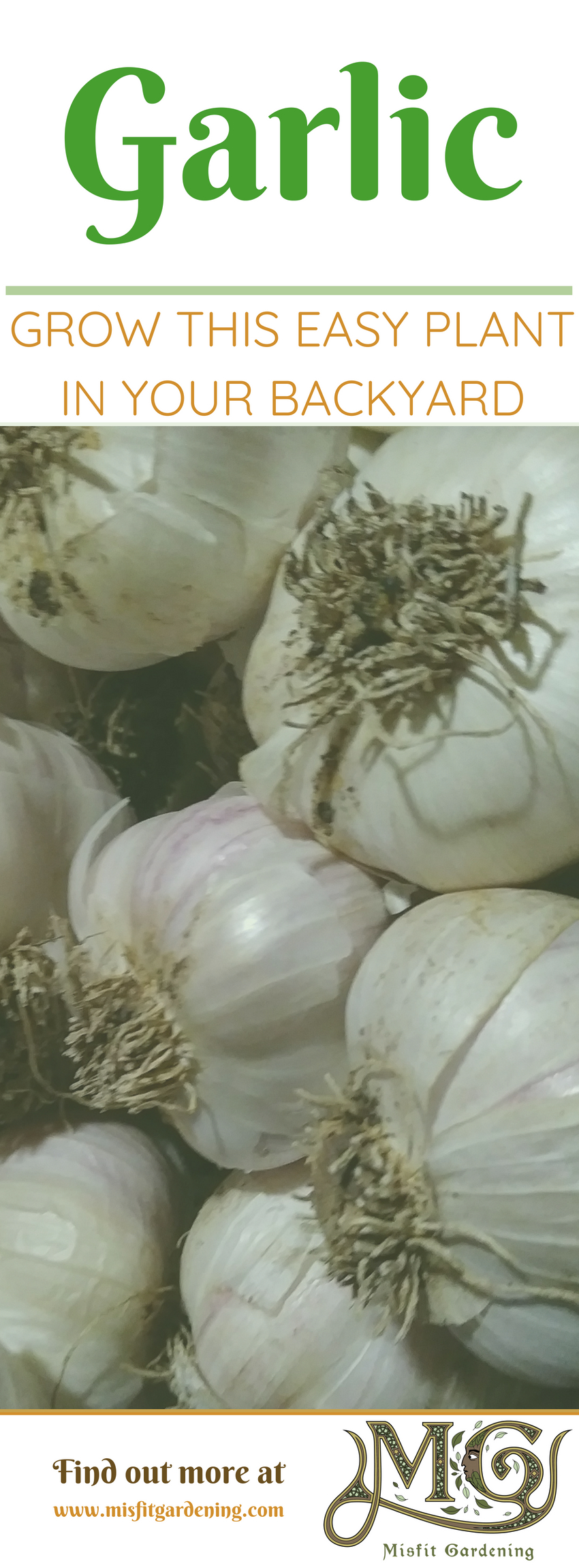 Find out how to grow garlic easily in your #garden or pin it and save for later