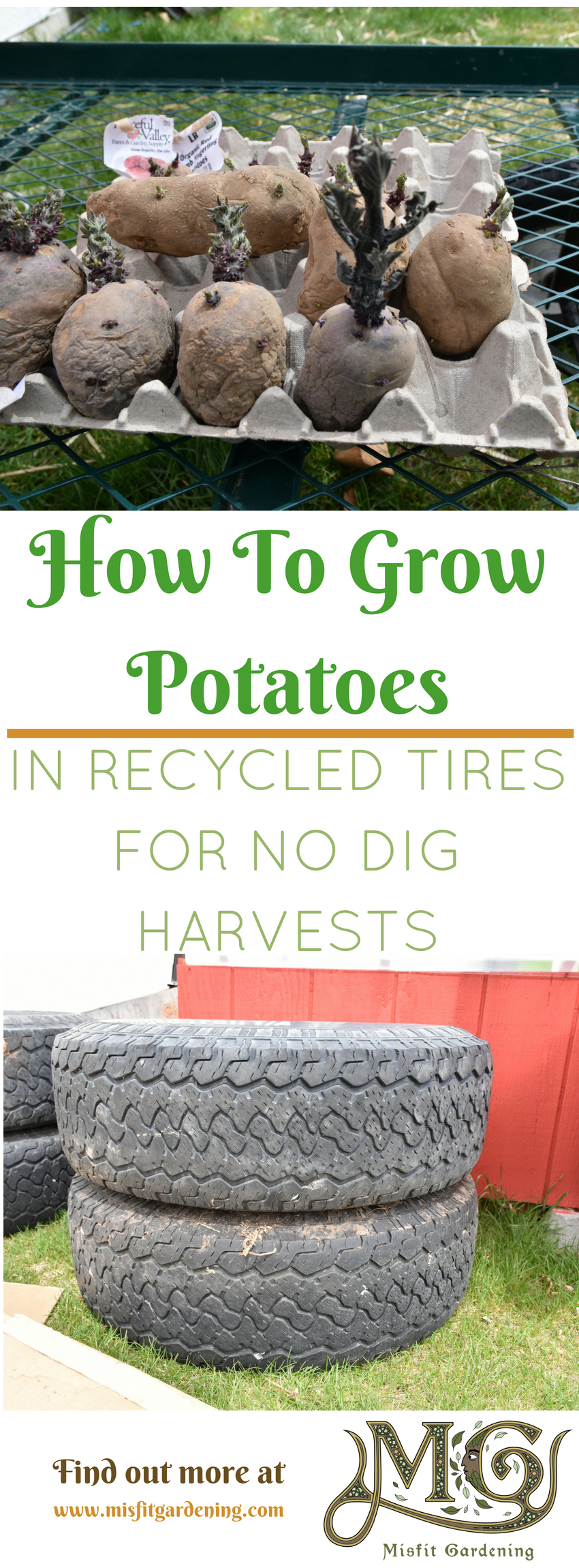 Find out how to #grow potatoes in small spaces using recycled tires on your #homestead or pin it for later