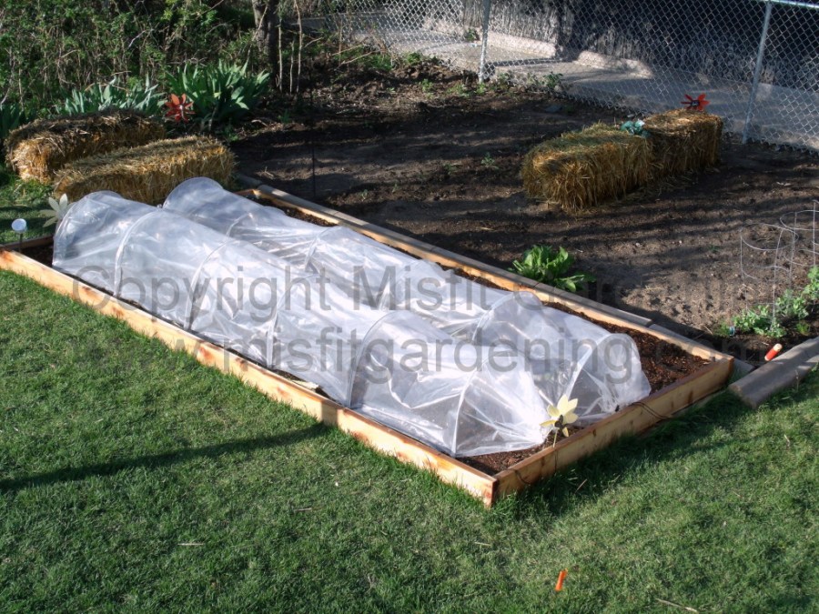 Polytunnels on the plot