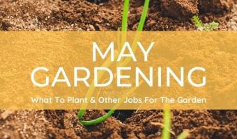 Gardening tasks for May