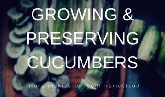 Growing and preserving cucumbers