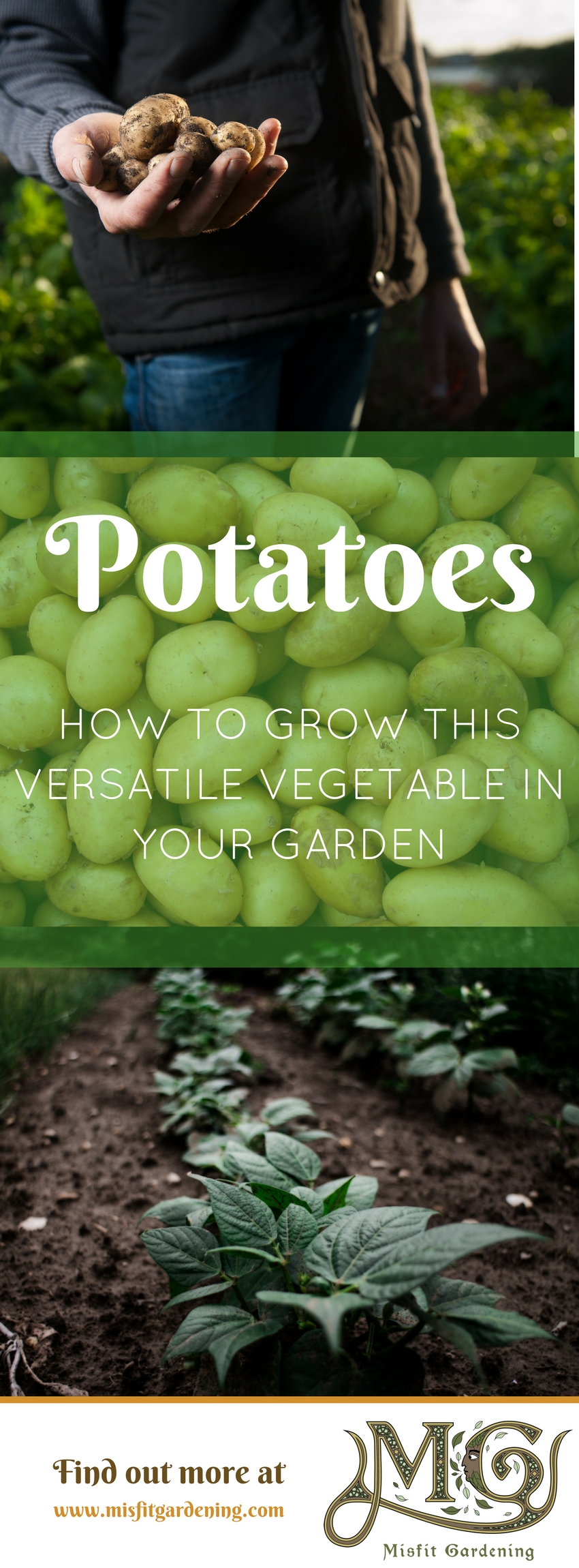 Growing potatoes is really easy. Click to find out how to grow potatoes in your garden or pin it for later