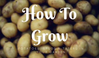 HOW TO GROW POTATOES