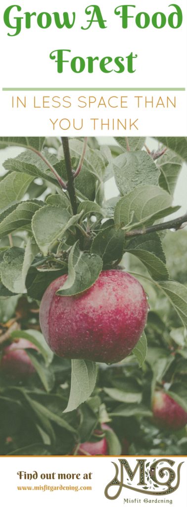 How to grow a backyard food forest and grow a diverse number and types of plants with #permaculture. Click to find out more or pin it and save for later