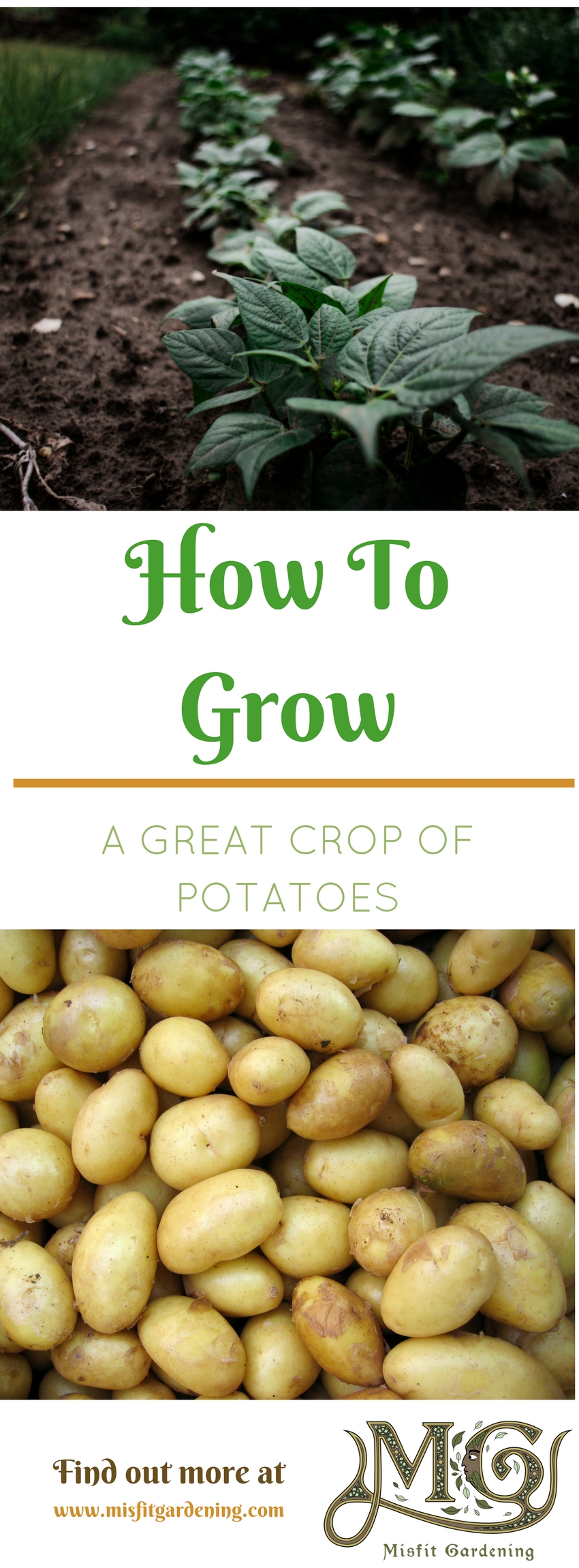 How to grow a great crop of potatoes in your garden. Click to find out about growing potatoes or pin it and save for later