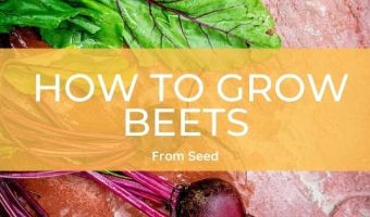 How to grow beets from seed