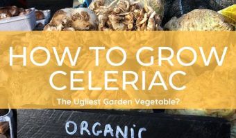 How to grow celeriac from seed