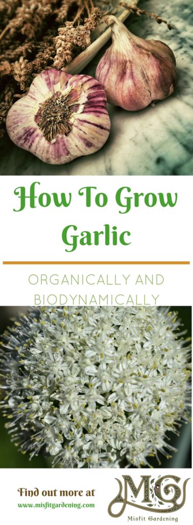 How to grow garlic organically and biodynamically. Click to find out more or pin it for later