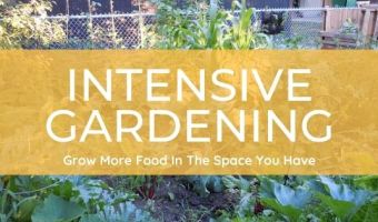 How to grow more food in the space you have with intensive gardening