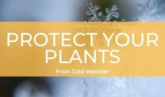 Frost protection for your garden