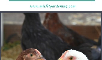 Winter tips for keeping chickens