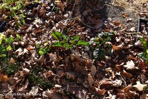 Leaf mulch