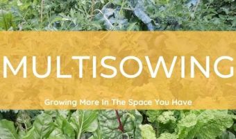 Multisowing growing more in the space you have