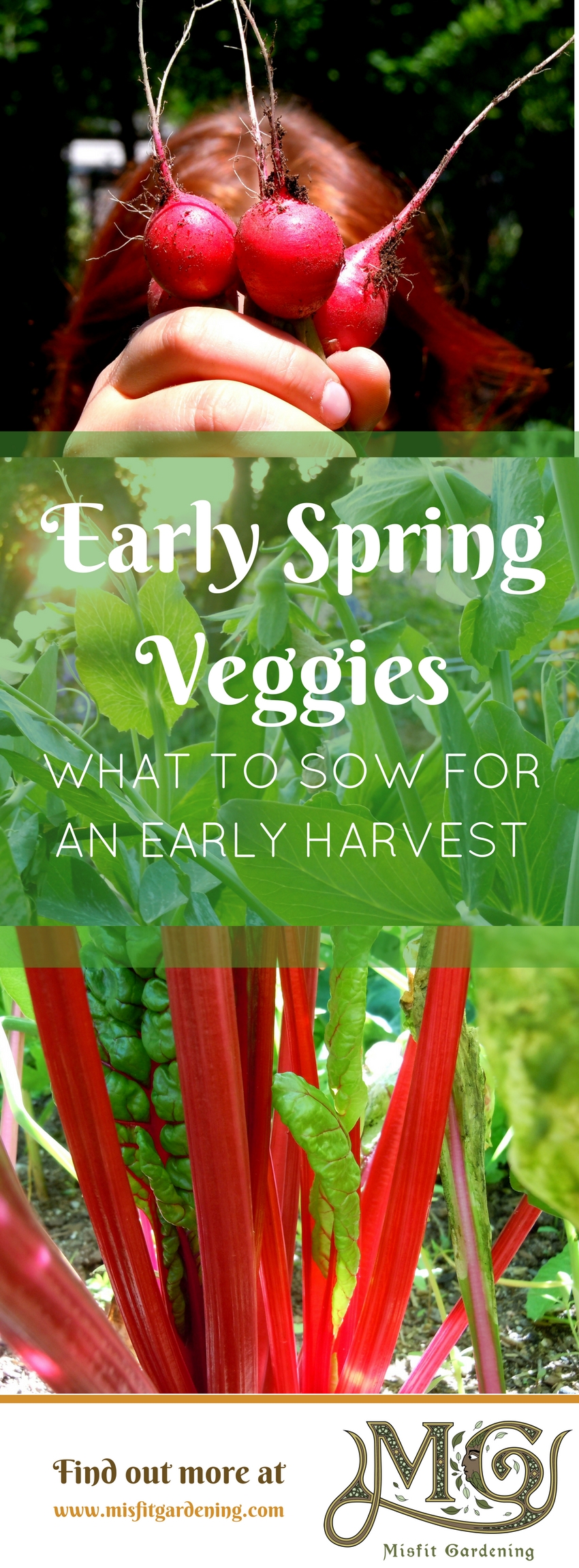 Need to know what vegetable seeds to sow for spring_ Click to find out your early spring veg or pin it for later