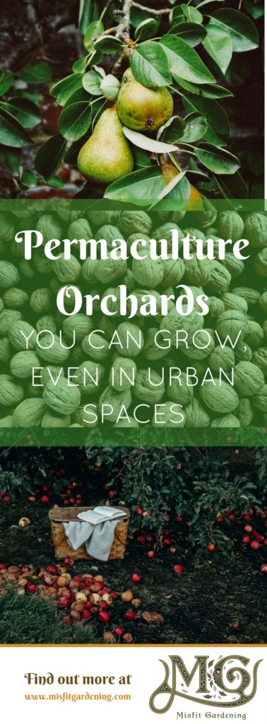 Orchard culture or permaculture orchards are a great way to bring food forests into your own backyard. Click to find out how or pin it and save for later