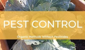 Organic Pest Control Without Pesticides