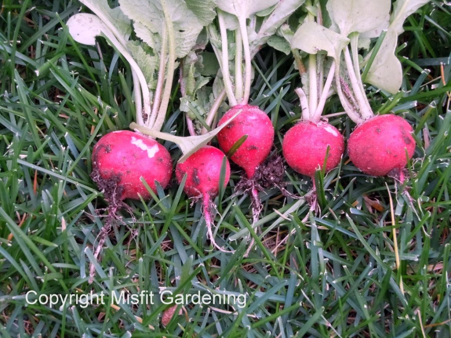 Organically grown radishes