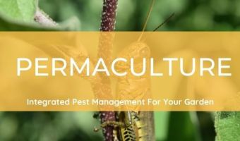 Permaculture integrated pest management for home garden (2)