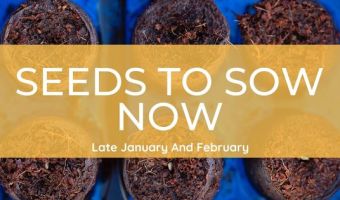 Seeds to sow in January Seeds to sow in February