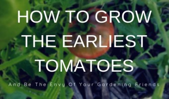 Tomato growing secrets how to get early tomatoes