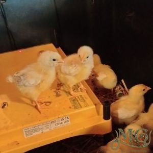 how to use a chick brooder