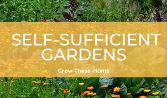 What plants to grow in a self sufficient Bio Intensive Garden