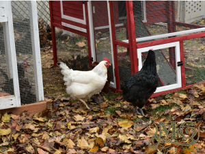 best breeds of chickens