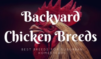 best backyard chicken breeds for suburban homesteads