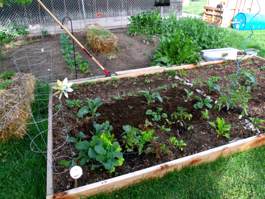 Biodynamic plot